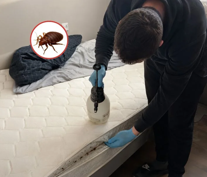 Technicien traitant un matelas contre les punaises de lit à Gometz-la-Ville
